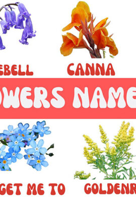 Learn A-Z-Flowers Name