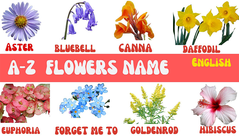 Learn A-Z-Flowers Name